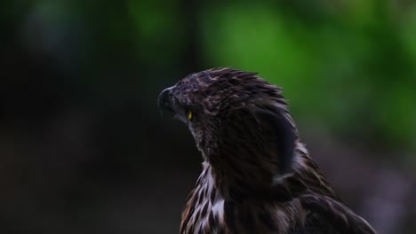 Looking-up-to-the-right-and-then-turns-its-head-to-the-left-and-stoops-down,-Pinsker's-Hawk-eagle-Nisaetus-pinskeri,-Philippines