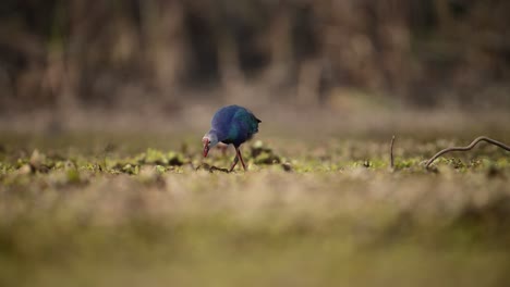 The--Grey-headed-swamphen-Feeding