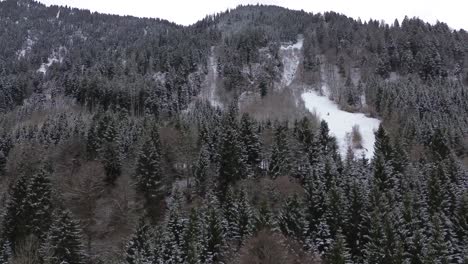 Luftaufnahme-Eines-Schneebedeckten-Kiefernwaldes-In-Den-Bergen-In-4K