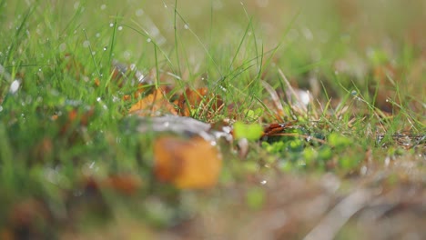 Grünes-Gras-Und-Abgefallene,-Verwelkte-Blätter,-Bedeckt-Mit-Morgentau