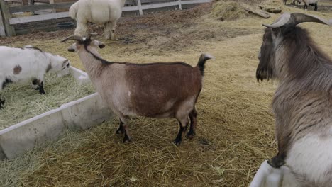 Cabra-Haciendo-Caca-En-Un-Recinto-De-Un-Zoológico-De-Contacto