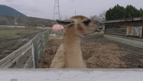 Light-Brown-Llama-Peering-Over-the-Fence-at-Petting-Zoo-Farm