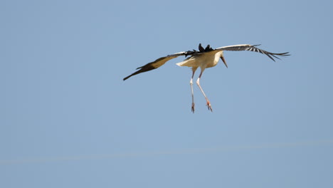 Majestic-white-stork-flying-on-sky-and-landing-on-agricultural-field-in-countryside