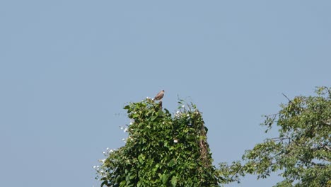 Looking-behind-while-on-top-a-tree-as-the-camera-zooms-out,-Rufous-winged-Buzzard-Butastur-liventer,-Thailand