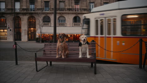Dogs-sitting-on-a-bench-while-a-tram-passes-by-in-the-background