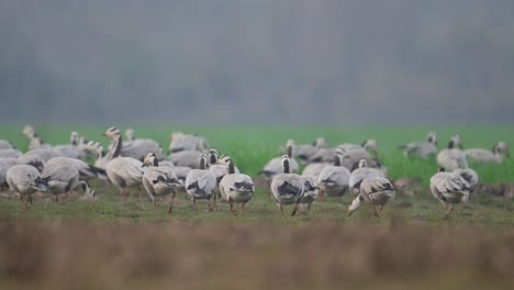 Die-Herde-Der-Streifengänse-Grast-Auf-Weizenfeldern