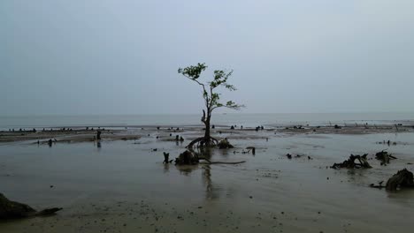 Isolierter-Meeresstrand,-Mangrovenbäume-Und-Ebbelandschaft