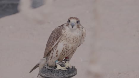 Falcon-perched-outdoors,-keen-gaze,-desert-background,-wildlife-scene,-daylight