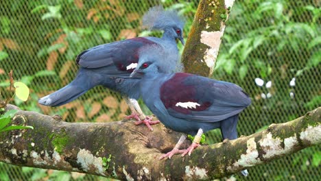 A-pair-of-Western-crowned-pigeon,-goura-cristata,-perched-on-tree-branch-in-the-wildlife-enclosure,-close-up-shot