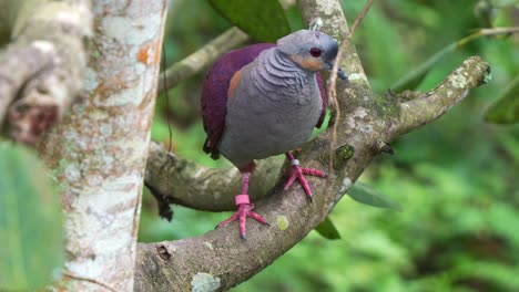 Haubentaube,-Geotrygon-Versicolor,-Thront-Auf-Einem-Ast,-Wird-Durch-Umgebungsgeräusche-Alarmiert,-Streift-Durch-Die-Umgebung,-Nahaufnahme-Einer-Fast-Bedrohten-Vogelart