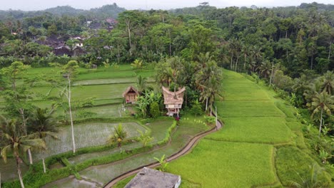 Rural-tree-house-eco-huts-in-rice-paddies-of-Ubud,-Bali
