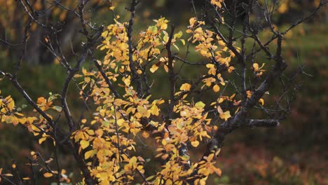 Colorful-yellow-leaves-on-the-dark-twisted-branches-of-the-birch-tree-in-the-autumn-forest