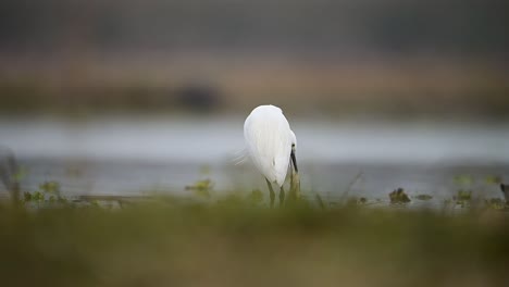 Little-Egret-with-catching-Fish-in-Lake-Side