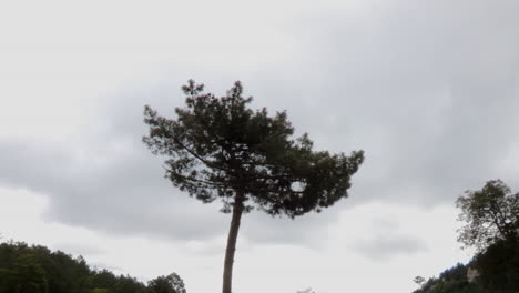 Oval-shaped-pine-that-stands-out-for-its-height,-much-greater-than-others-in-the-forest