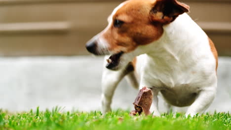 Cute-Jack-Russell-terrier-chewing-on-remains-of-T-bone-steak,-low-closeup