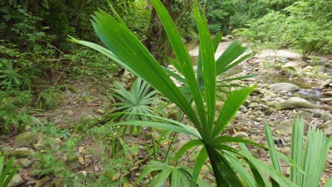 Walking-POV-in-forest-nature-Santa-Marta-Colombia,-trees-creek-river-vegetation