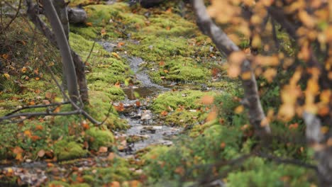 A-small-creek-meanders-slowly-between-the-banks-covered-in-moss-in-the-autumn-forest