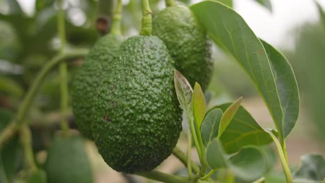 árboles-De-Aguacate-Y-Frutas-En-Uruapan