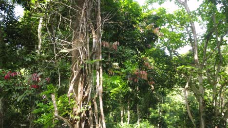 Orbit-view-around-tall-rainforest-tree-with-leaves-changing-colour