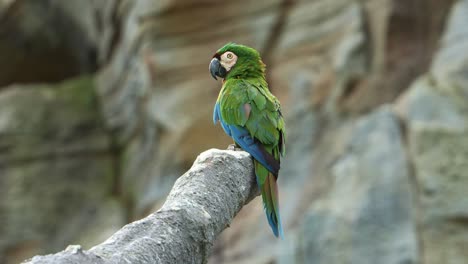 Small-chestnut-fronted-macaw,-severe-macaw-perched-on-chopped-off-tree-branch-with-fluff-up-feathers,-slowly-turn-its-head-around-and-looking-away,-close-up-shot
