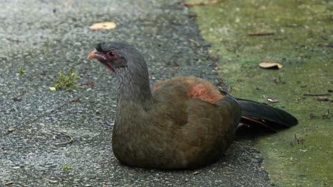 Chaco-Chachalaca,-Visto-En-Un-Parque-Urbano,-Sentado-Y-Descansando-En-El-Suelo,-Paseando-Por-Los-Alrededores,-Primer-Plano