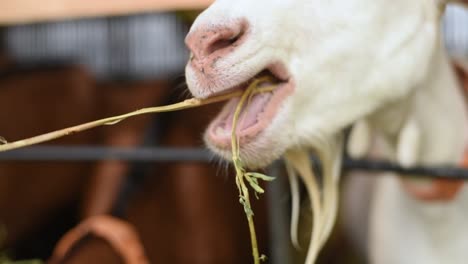 Weiße-Ziege-Frisst-Stroh-Auf-Einer-Farm-In-Frankreich