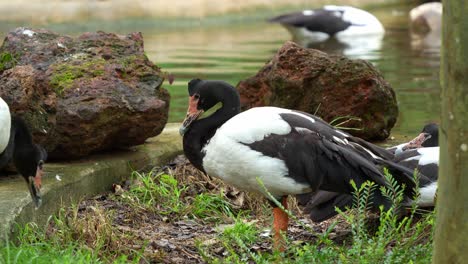 Close-up-shot-of-a-magpie-goose,-anseranas-semipalmata-with-striking-black-and-white-plumage,-standing-by-the-pond-in-its-natural-habitat-with-its-mates-swimming-and-foraging-in-the-water