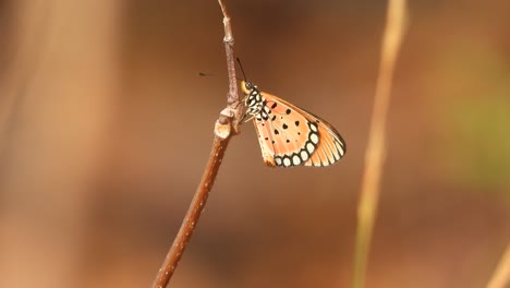 Schöner-Schmetterling-Entspannt-Auf-Stock-