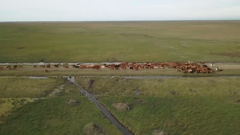 Rebaño-De-Ganado-Cruzando-Un-Camino-Rural-Con-Vaqueros,-Amplios-Campos-Verdes,-Vista-Aérea