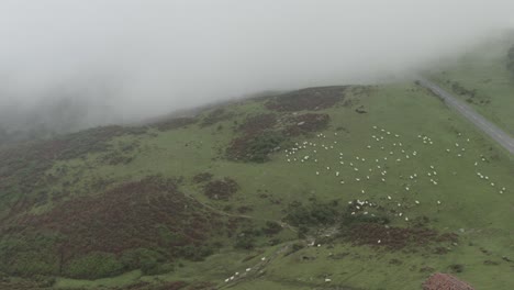 Flock-of-sheep-on-mountain-slope,-Spanish-Pyrenees-on-day-with-low-clouds,-Spain