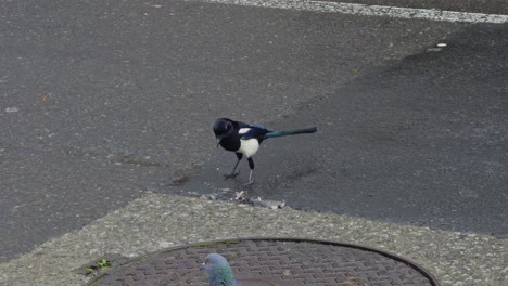 Gorgeous-Magpie-Eating-On-A-Wet-Road-Next-To-A-Sewer-And-Group-Of-Pidgeons