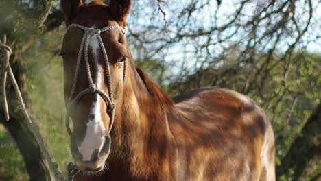 Chestnut-horse-with-bridle-standing-in-sunlit-pasture,-close-up