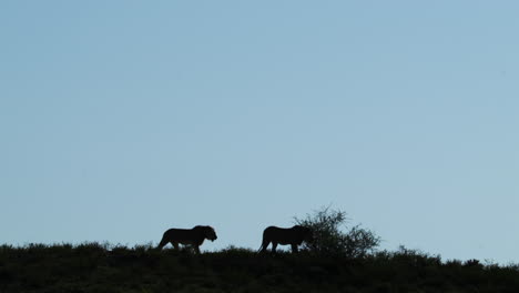 Silhouette-Of-Two-Lions-Walking-On-Savanna-At-Dusk