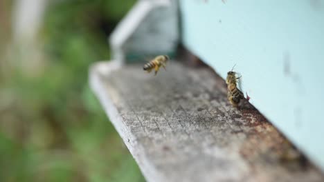 Bienen-Betreten-Und-Verlassen-Hellblaues-Bienenhaus-Seitliche-Kamerabewegung