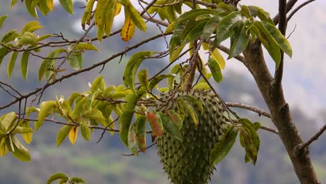 Saffron-Finch-quickly-lands-on-branch-of-Guanabana-fruit-tree-with-Female-Blue-Grey-Tanager