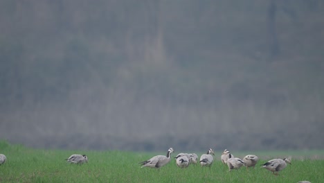 Flock-of-Bar-headed-goose-grazing