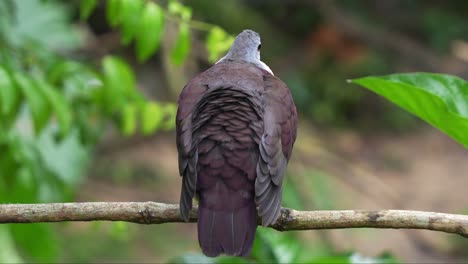 Male-Santa-Cruz-Ground-Dove,-pampusana-sanctaecrucis-with-puff-up-feathers,-perched-on-tree-branch-and-wondering-around-the-surroundings,-close-up-shot