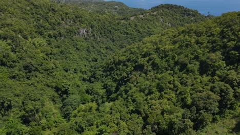 Verde-Dosel-Del-Bosque-Tropical-En-La-Isla-De-Cebú-Bajo-La-Luz-Del-Día