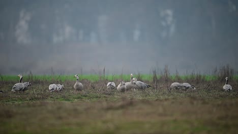 The-Flock-of-Goose-in-Morning