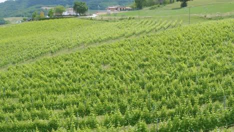 Aerial-shot-of-rows-of-vineyard-at-the-noon-sun-on-the-Italian-hills-in-Marche-region