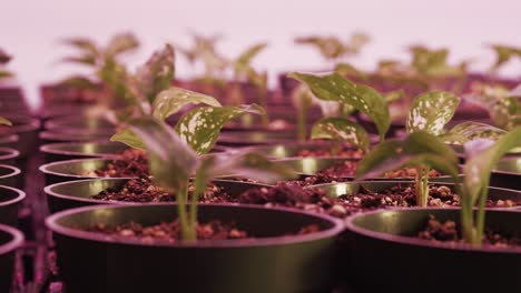 Numerous-Pothos-plants-in-pots-under-pink-LED-light