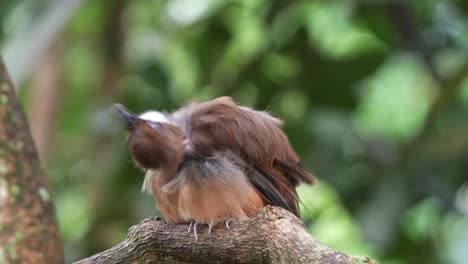 Wild-white-throated-laughingthrush,-pterorhinus-albogularis-resting-on-tree-branch,-fluff-up-its-feathers-to-keep-warm,-abnormal-feathers-loss-in-neck-area,-possible-skin-infection-and-viral-diseases