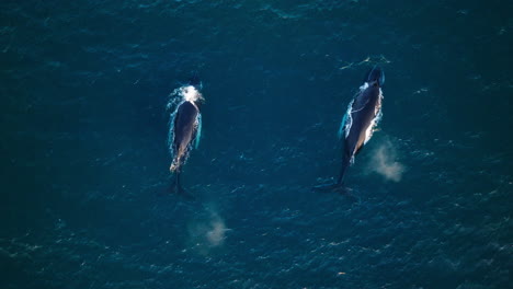 Pair-of-humpback-whales-break-surface-and-spouts-together,-aerial-tracking