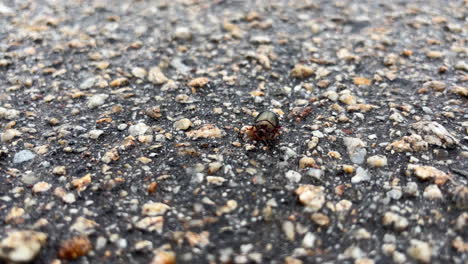 Close-Up-of-Chromatic-Iridescent-Beetle-on-Textured-Asphalt-Road