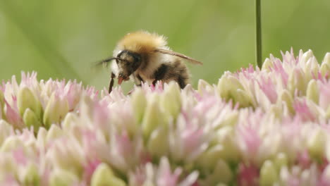 Bee-looking-for-nectar-on-stonecrop-flower-on-sunny-day-in-park-garden