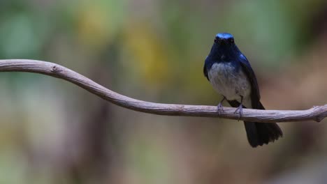 Facing-to-the-right-then-chirps-and-balances-itself-wagging-its-tail,-Hainan-Blue-Flycatcher-Cyornis-hainanus,-Thailand