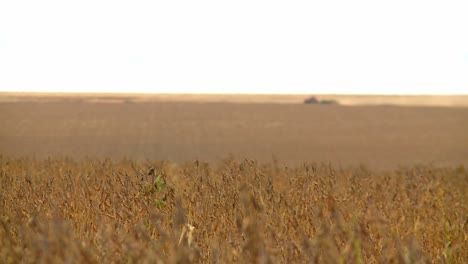 Focus-pull-from-tractor-with-harvester-to-dried-soy-fields,-Wide-shot,-Soybean-harvest-time-scene