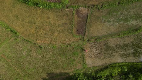 Eine-Person-Läuft-Durch-Flickenteppichfelder-Auf-Der-Insel-Bohol,-Philippinen,-Luftaufnahme