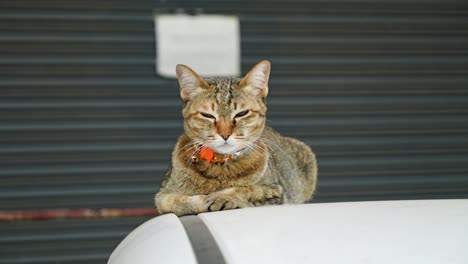 Neugierige-Graue-Katze,-Die-Auf-Der-Motorhaube-Eines-Autos-Sitzt-Und-In-Zeitlupe-In-Die-Kamera-Schaut