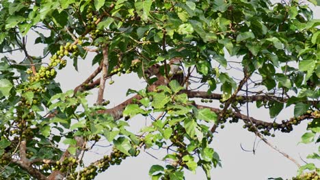 Comer-Una-Fruta-Mientras-Descansa-En-Una-Rama-Dentro-Del-árbol,-Civeta-De-Palma-De-Tres-Rayas-Arctogalidia-Trivirgata,-Tailandia